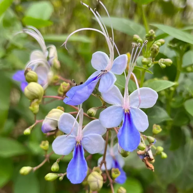 Blue Butterfly Flower Easy - Image 8