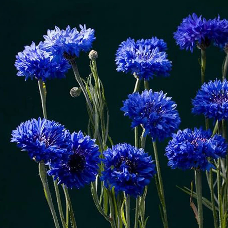 Blue Cornflower Seeds Bachelor’s Buttons Centaurea Cyanus Flower - Image 5