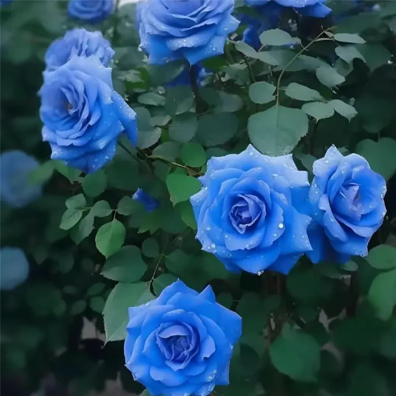 Blue Enchantress Roses - Rare - Image 4