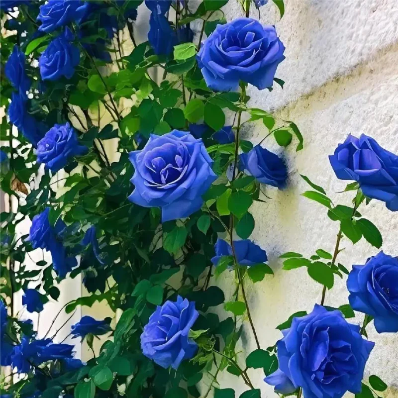 Blue Enchantress Roses - Rare - Image 6
