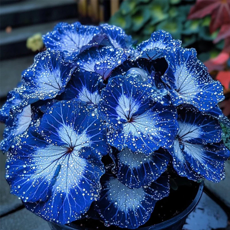 Blue Night Spark Begonia Seeds - Image 3