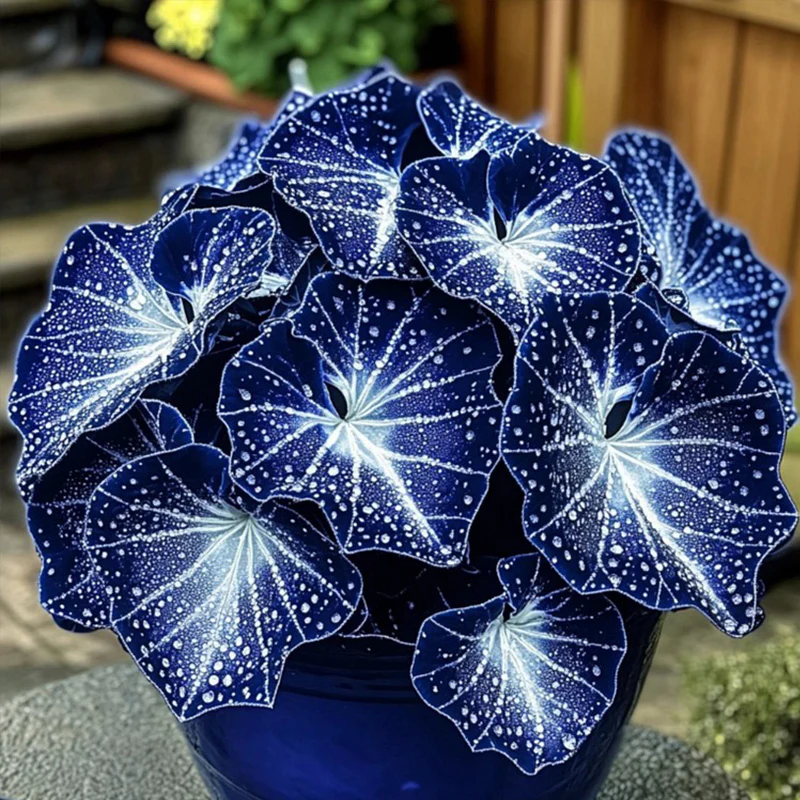 Blue Night Spark Begonia Seeds - Image 4