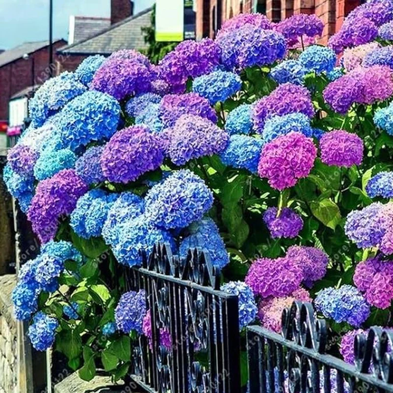 Blue Pink Purple Hydrangea Seeds Hardy Plant Seeds for Gardening Enthusiasts - Easy-to-Grow - Image 2