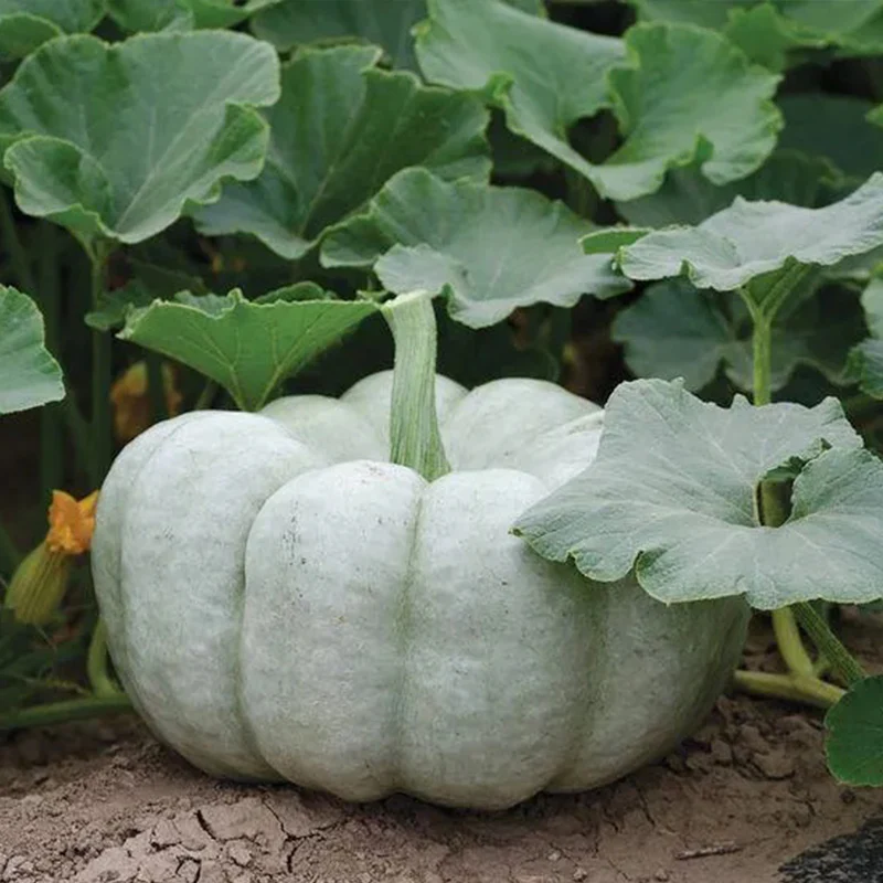 Blue Pumpkin Seeds - Image 4