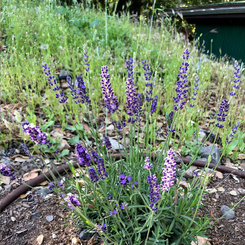 Blue Spear Lavender - Image 3