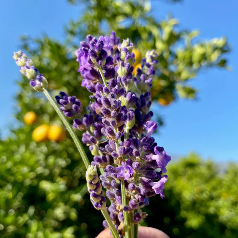 Blue Spear Lavender - Image 4