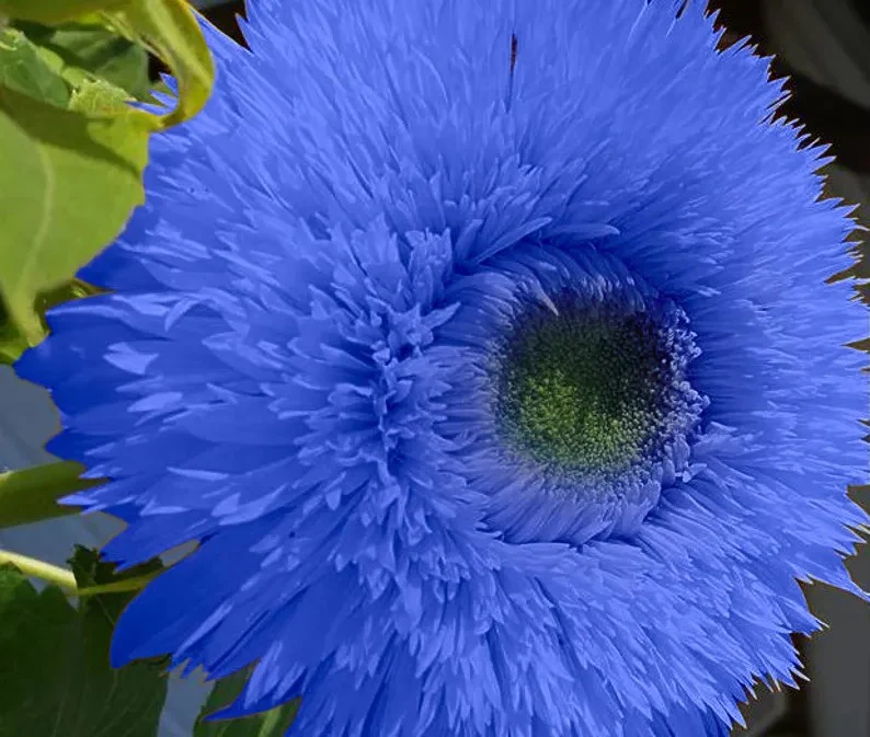 Blue Teddy Bear Sunflower Seeds - Image 2
