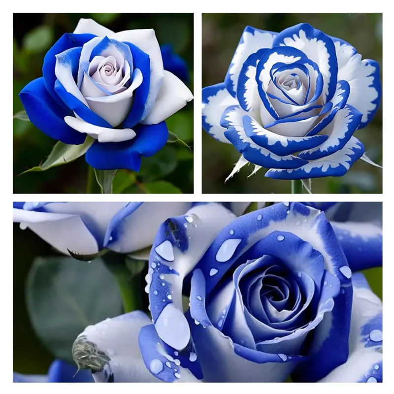 Blue White Roses Seeds:A Delightful Blend of Elegance and Serenity - Image 2