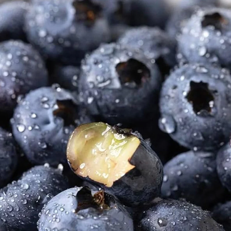 Blueberry Seed Berry Fresh Fruit Seeds Perennial Outdoor Indoor - Image 5