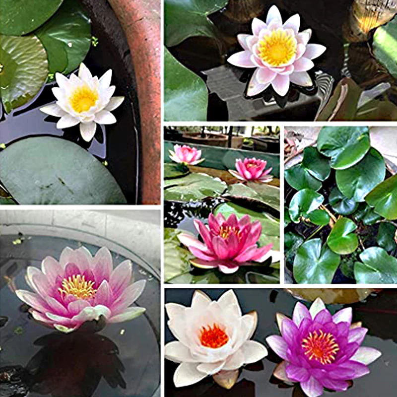 Mixed Bonsai Bowl Lotus Seeds - Image 2