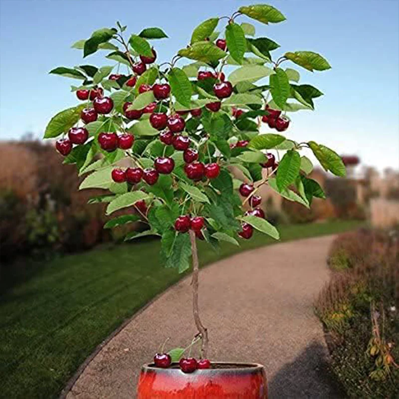 Bonsai Dwarf Cherry Tree Seeds Indoor or Outdoor Fruit Tree
