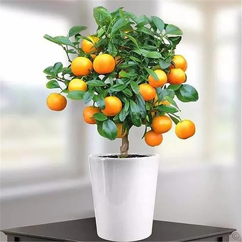 Bonsai Orange Tree Seed Delicious Sweet Fruit Juicy Beautiful Potted Plants Robust Flavor Easy Care - Image 6