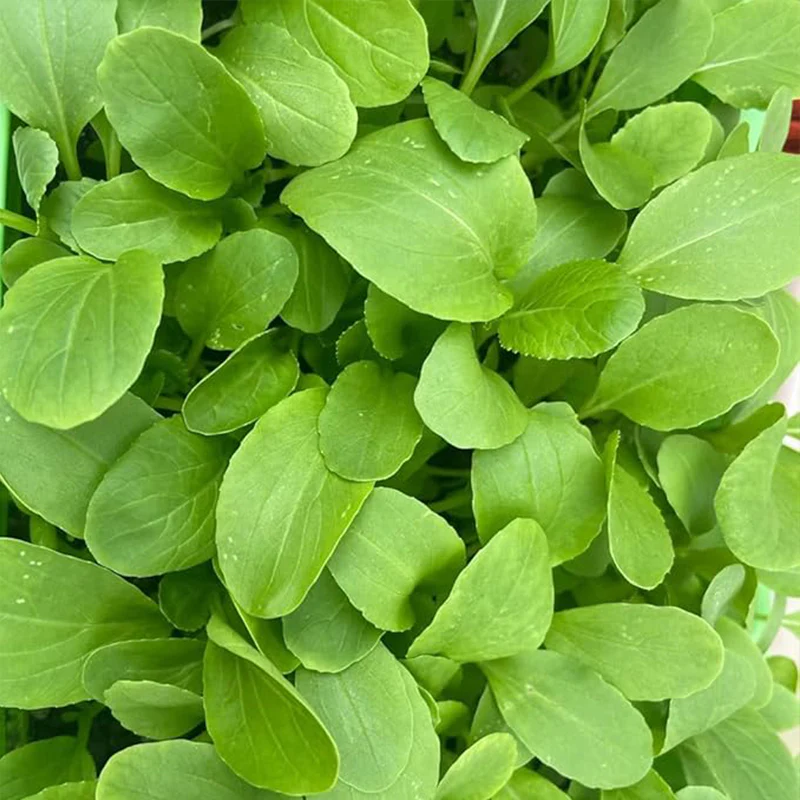 Brassica Rapa Chinensis Seeds, Pakchoi Seeds, Chinese White Cabbage, Vegetable Seeds for Planting - Image 2