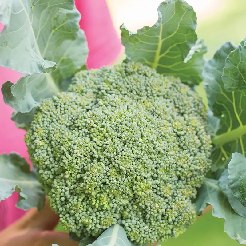 Broccoli, Eastern Magic Hybrid - Image 2