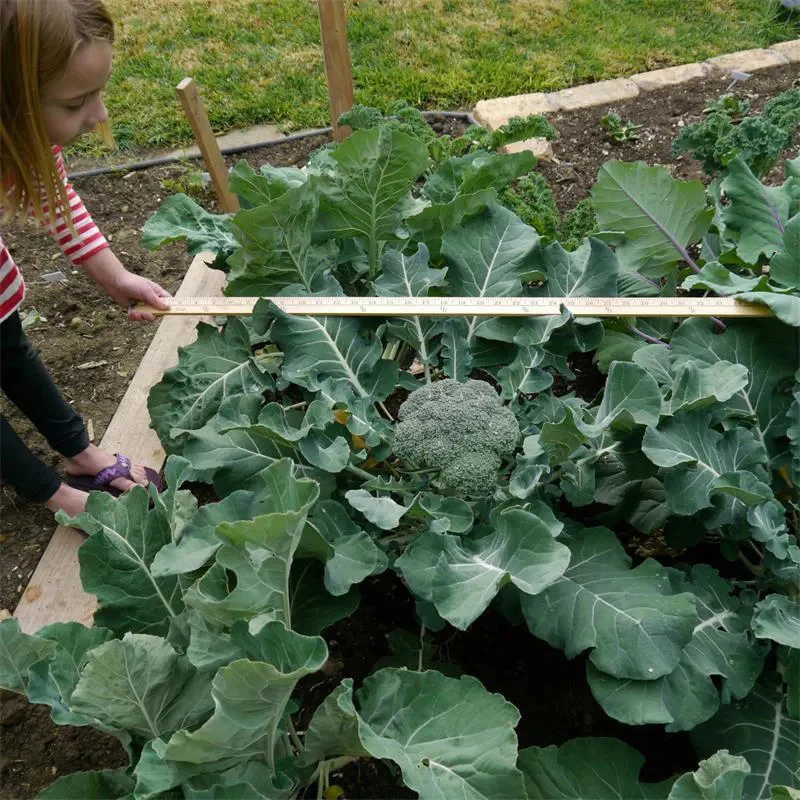 Broccoli Emerald Crown F1 - Image 3