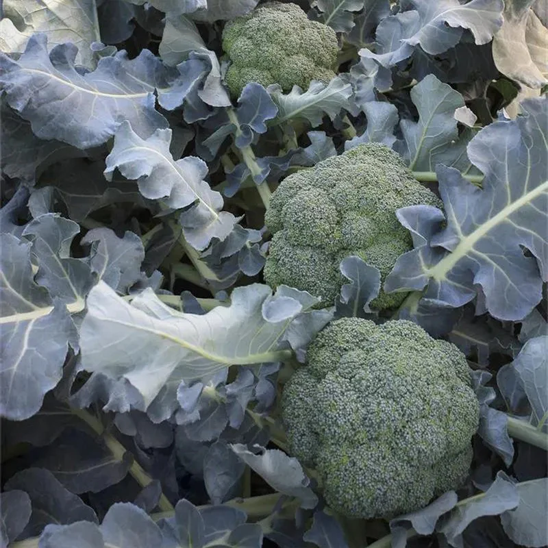 Broccoli Emerald Crown F1 - Image 4