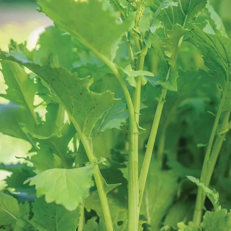 Broccoli Raab, Spring - Image 3