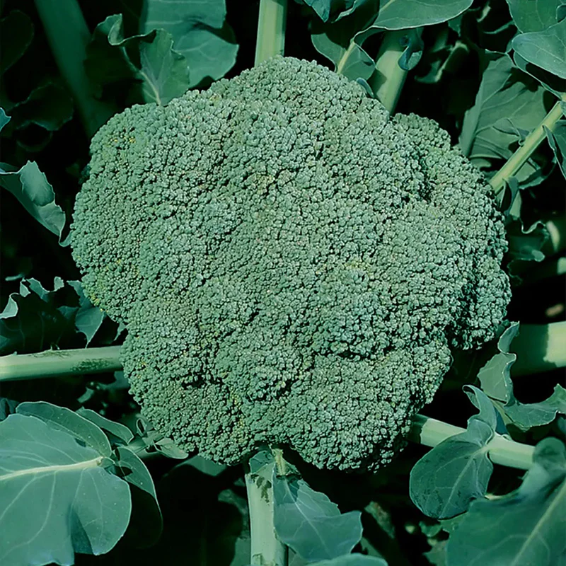 Broccoli, Waltham - Image 2
