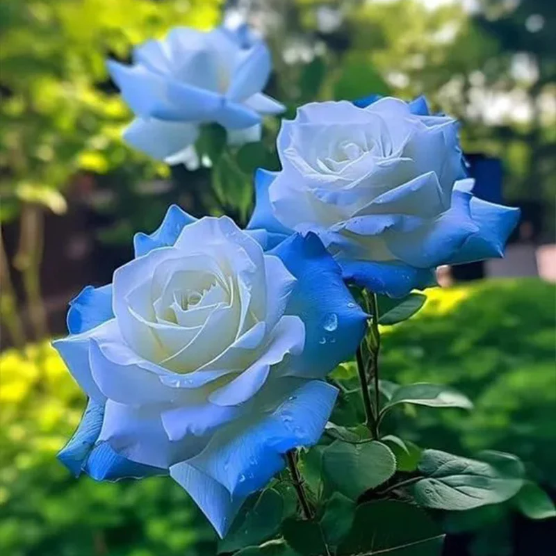Broken Ice Blue Rose Seeds - Rare - Image 2