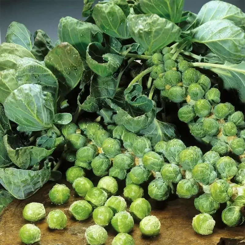 Brussels Sprout Seeds - Rare Heirloom Brussel Sprout Seeds - Image 3