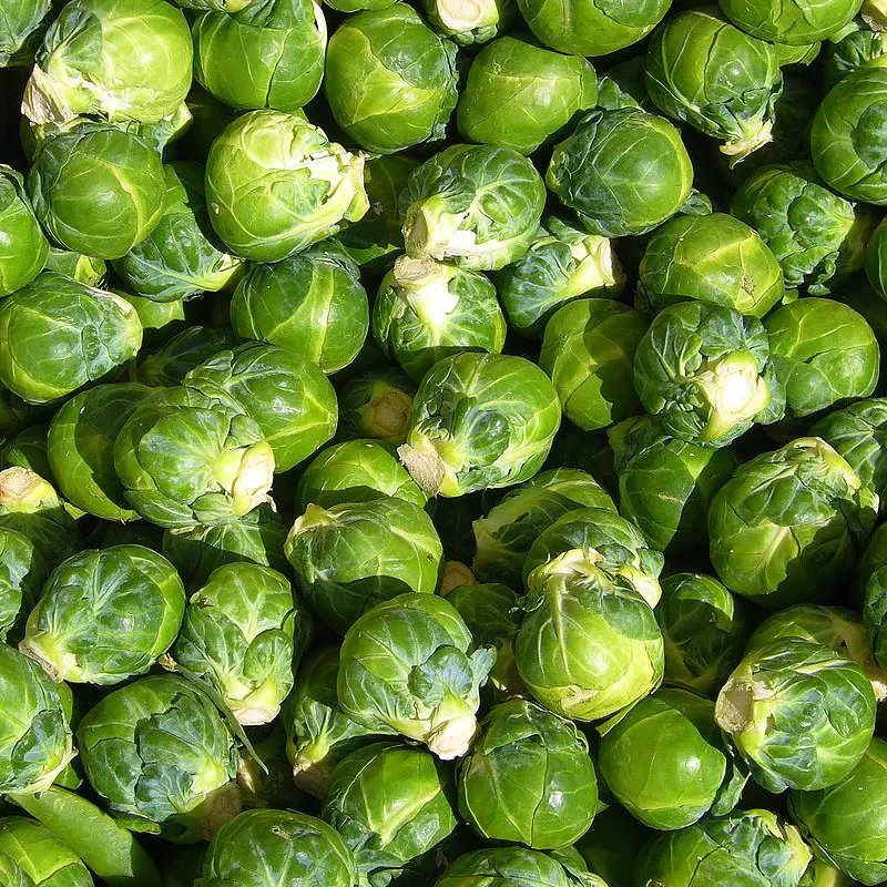 Brussels Sprout Seeds - Rare Heirloom Brussel Sprout Seeds - Image 4