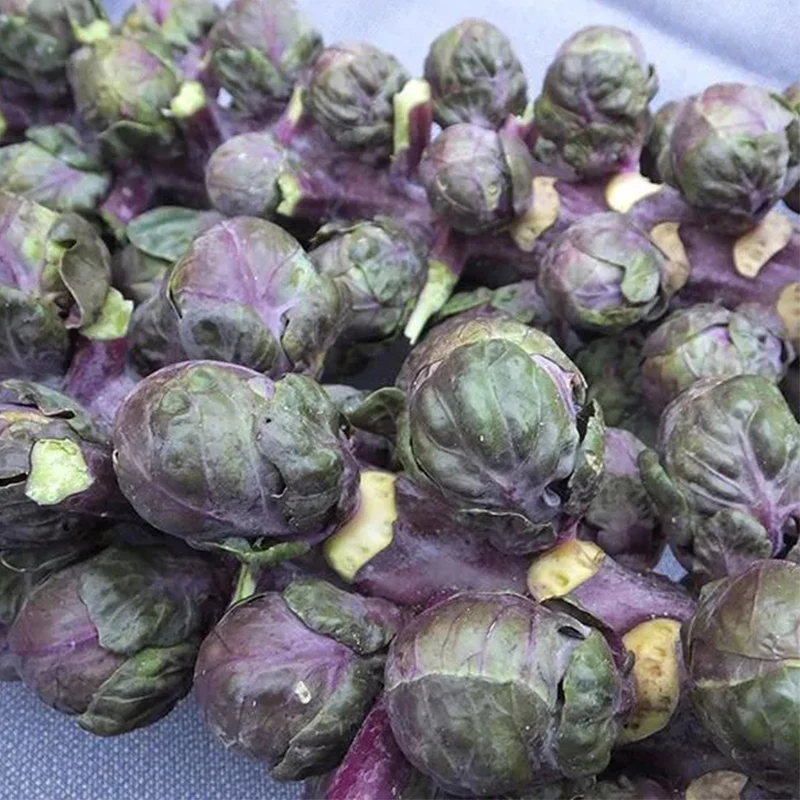 Brussels Sprouts Redarling F1 - Image 4