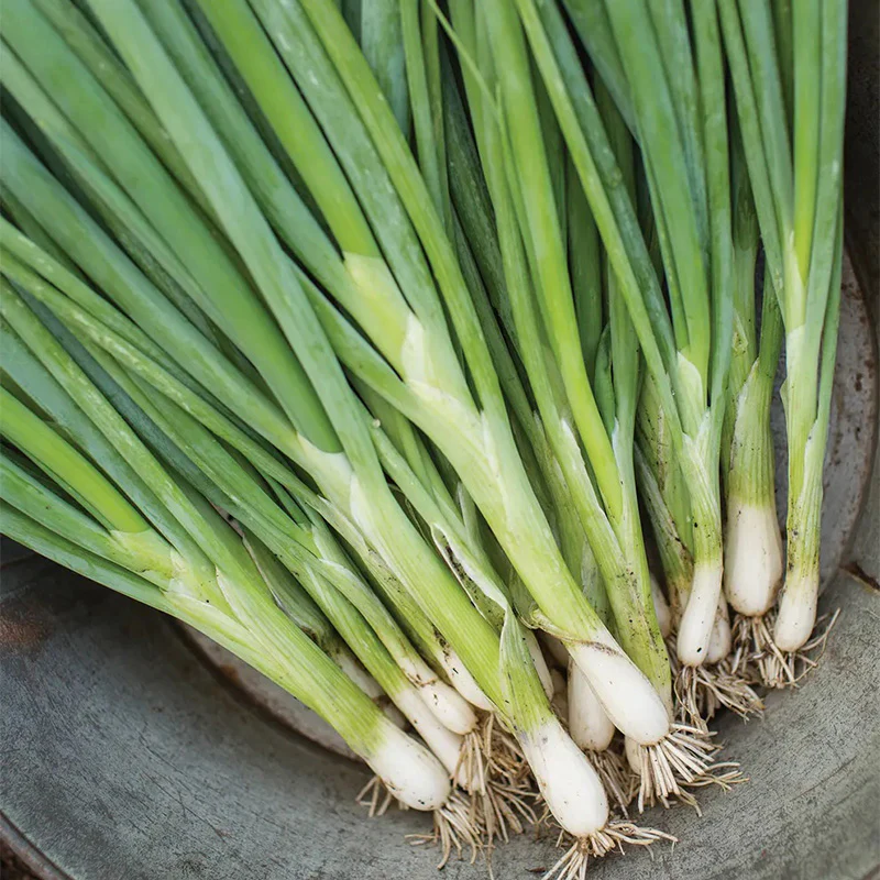 Bunching Onion, Evergreen Long White - Image 2