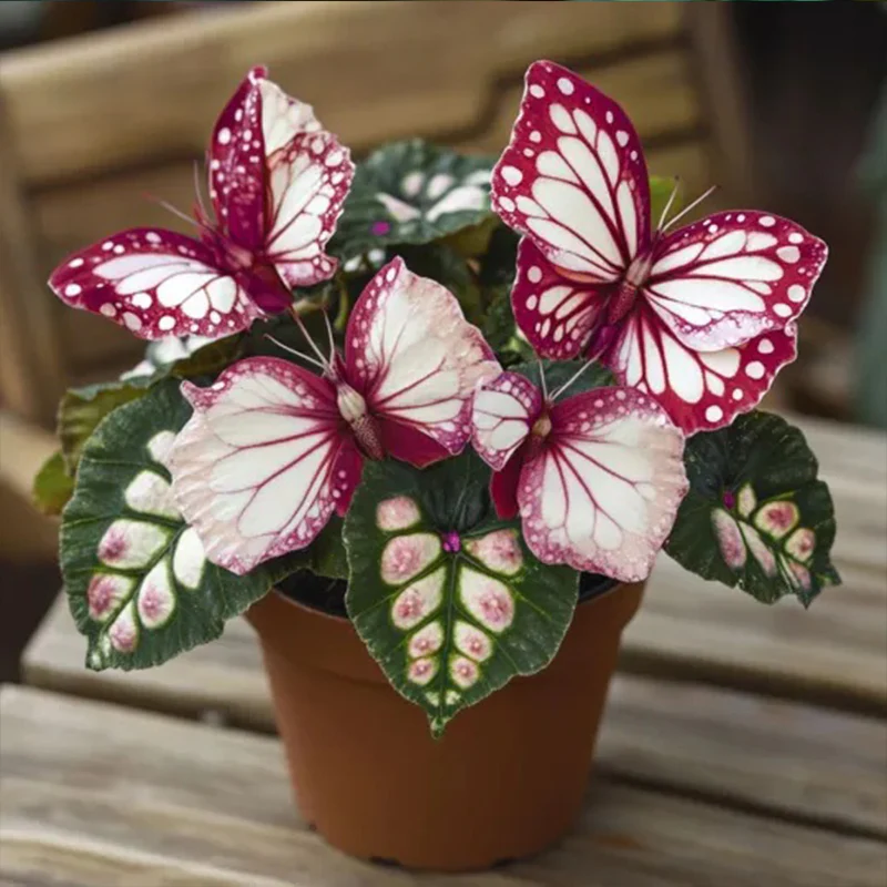 Butterfly Begonia: Unleash Whimsy in Your Garden! - Image 16