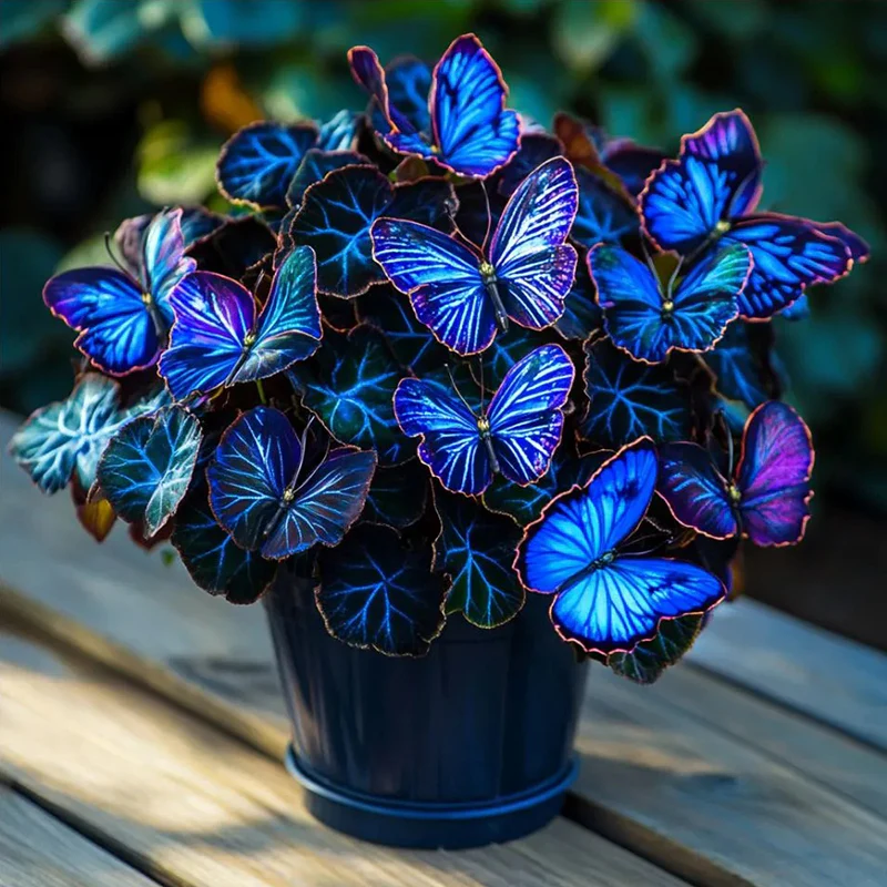 Butterfly Begonia: Unleash Whimsy in Your Garden! - Image 17