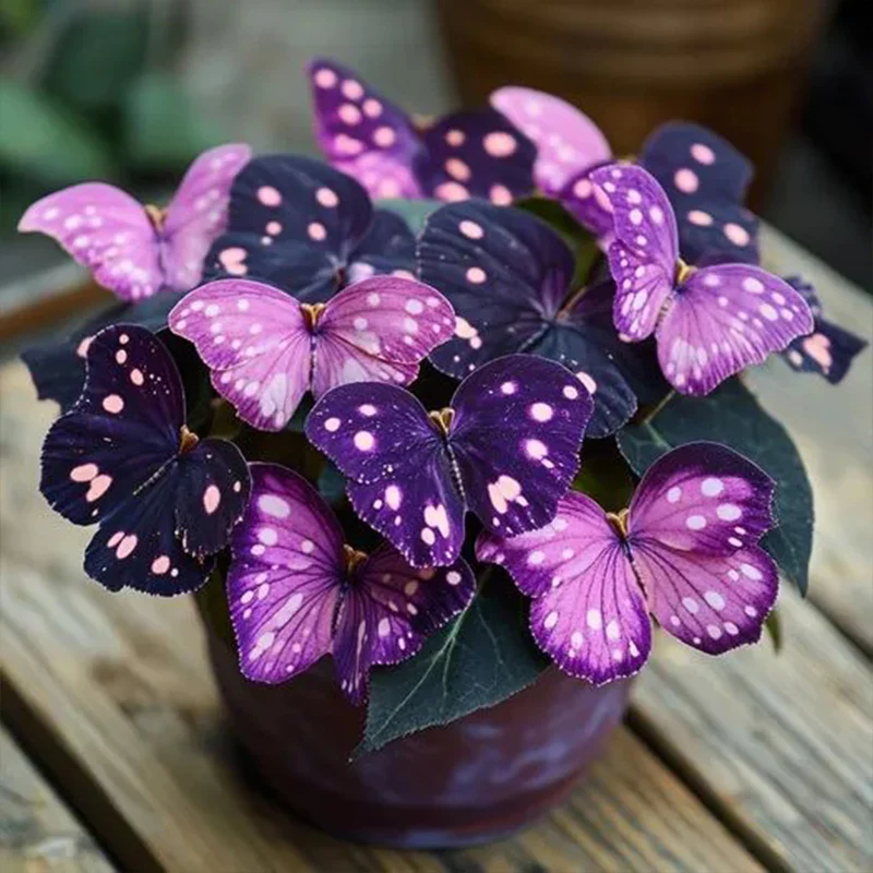Butterfly Begonia: Unleash Whimsy in Your Garden! - Image 19