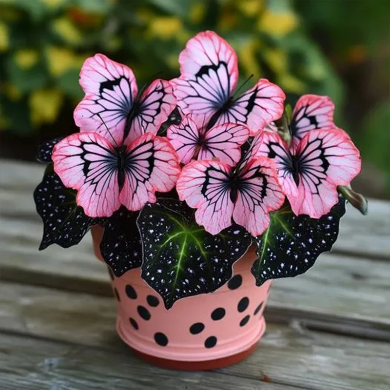 Butterfly Begonia: Unleash Whimsy in Your Garden! - Image 23