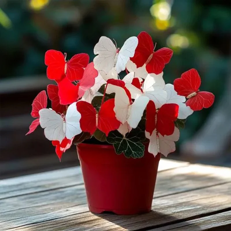 Butterfly Begonia: Unleash Whimsy in Your Garden! - Image 24