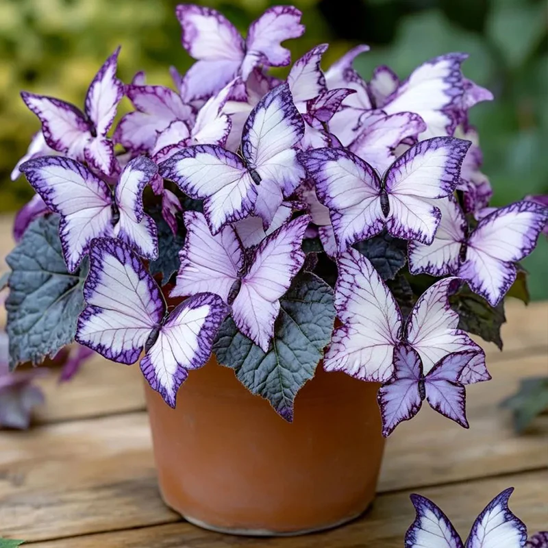 Butterfly Begonia: Unleash Whimsy in Your Garden! - Image 3