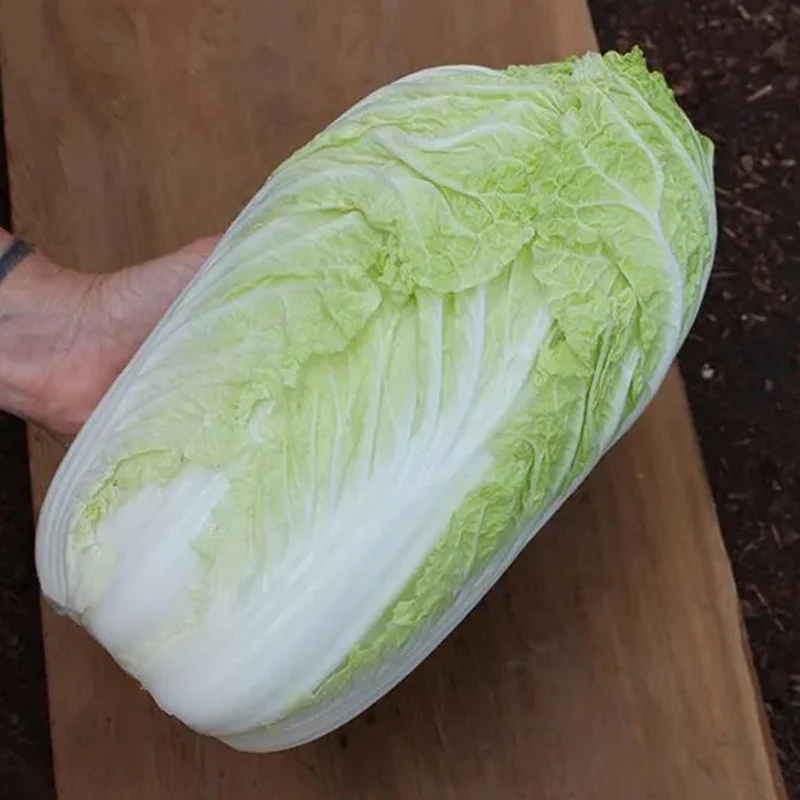Cabbage Bilko F1 Organic - Image 3