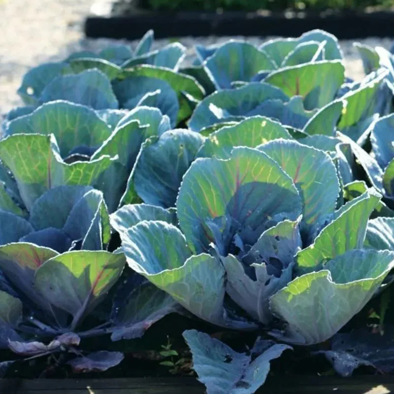 Cabbage Early Thunder F1 - Image 3