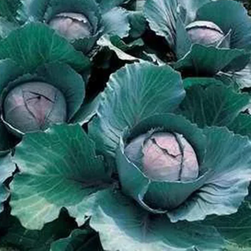 Cabbage Early Thunder F1 - Image 4