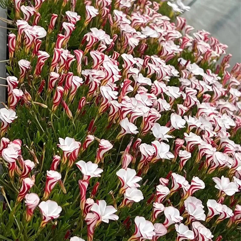 Candy Cane Oxalis Versicolor Plant Seeds - Image 13