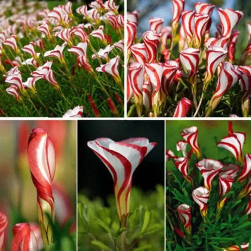 Candy Cane Oxalis Versicolor Plant Seeds - Image 3