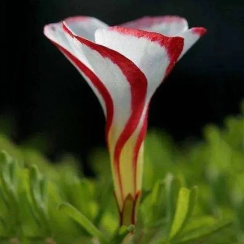 Candy Cane Oxalis Versicolor Plant Seeds - Image 5