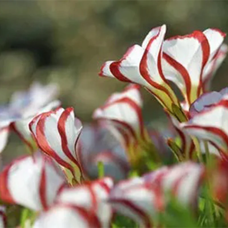 Candy Cane Oxalis Versicolor Plant Seeds - Image 9