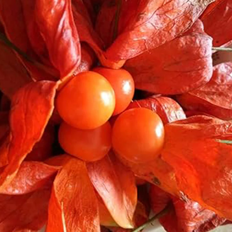 Cape Gooseberry Seeds Ground Cherry Rare Fall Fruit - Image 4