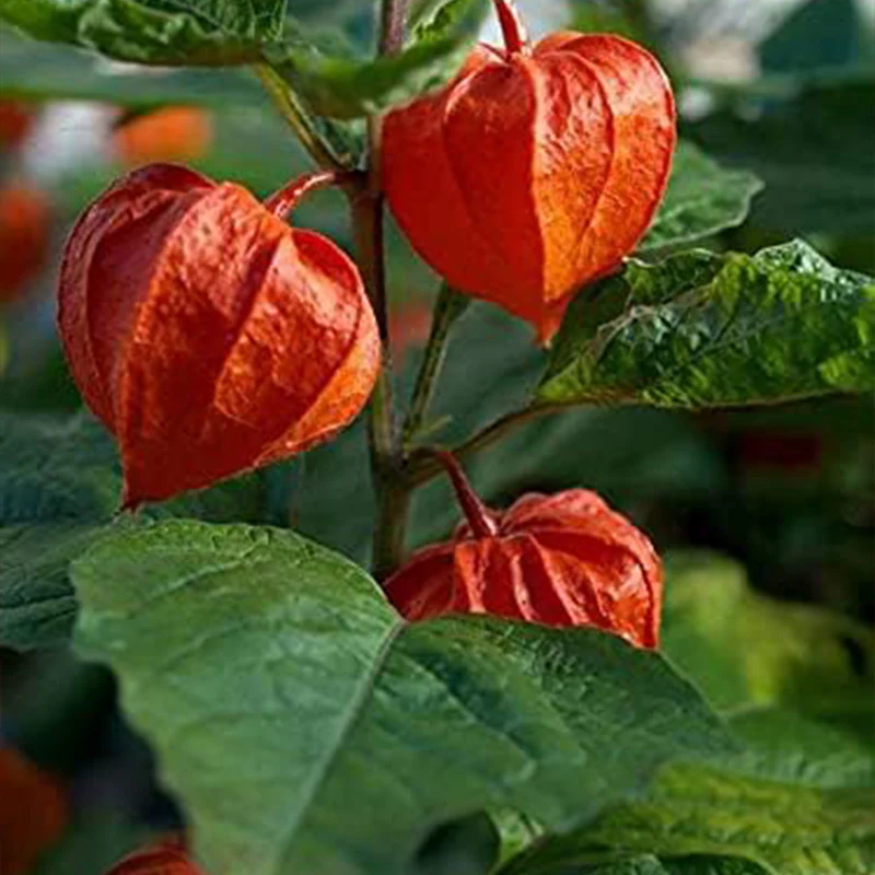 Cape Gooseberry Seeds Ground Cherry Rare Fall Fruit - Image 5