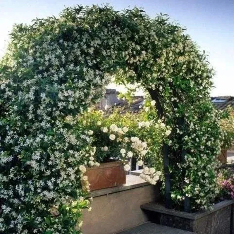 Cape Jasmine Seeds - Image 3