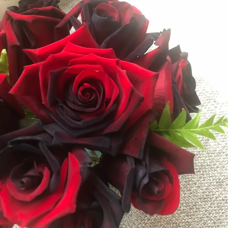 Carmen Rose - Twin Red Black Rose Seeds - Image 5