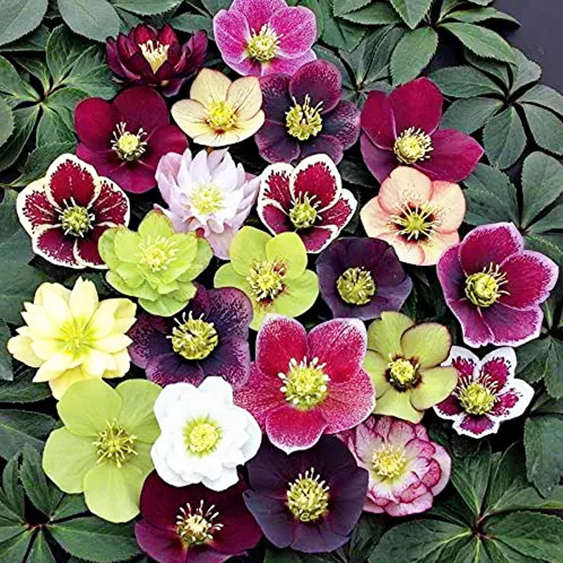 Carnival Hellebore Collection - Christmas Rose - Image 2