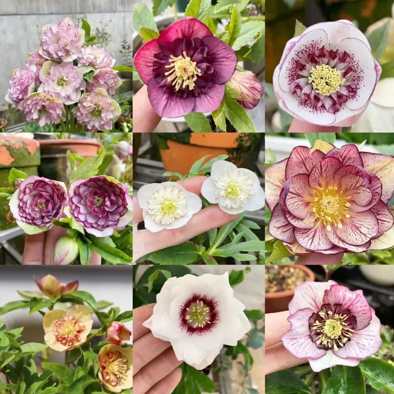 Carnival Hellebore Collection - Christmas Rose - Image 4