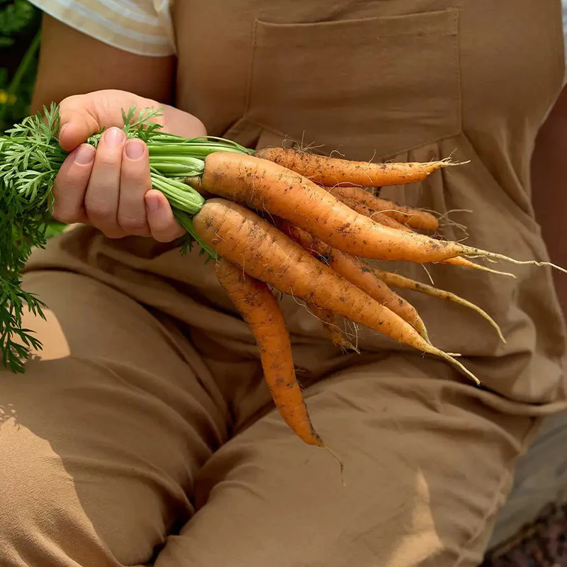 Carrot, Nantes Half Long - Image 3