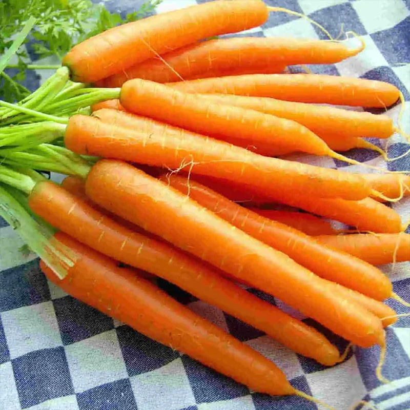 Carrot Nantindo F1 - Image 3