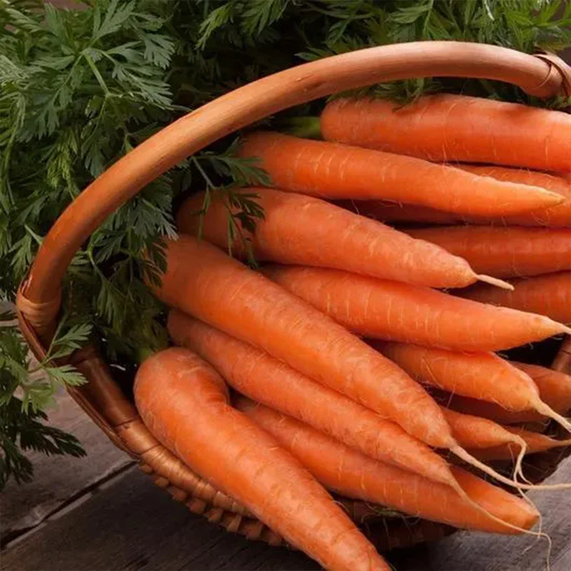 Carrot Nantindo F1 - Image 4