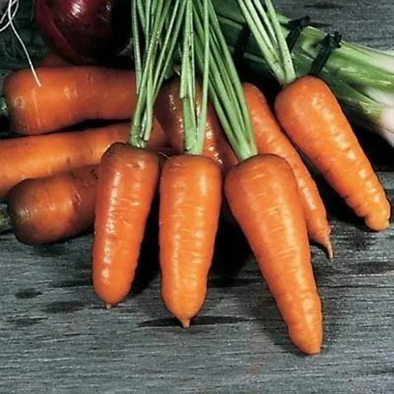 Carrot Royal Chantenay - Image 4